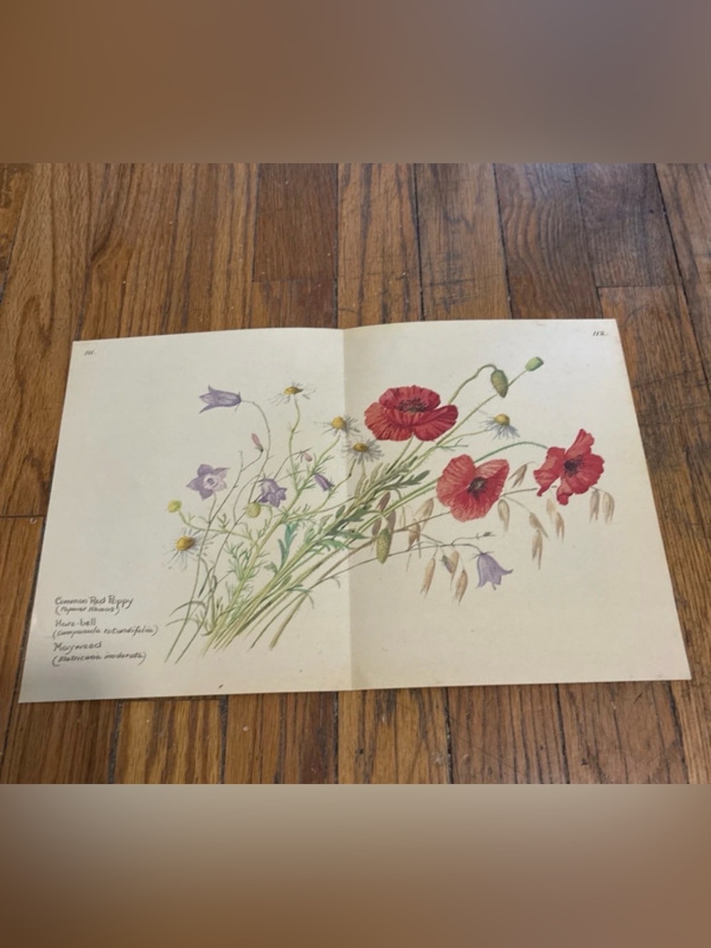 1977 9”x7” Botanical Wildflower Art Print with Red Poppies